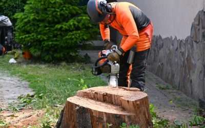 A Step-by-Step Walkthrough of Your Tree Service Appointment