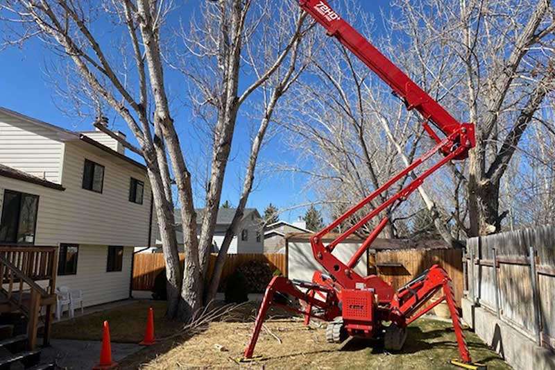 Backyard Tree Service