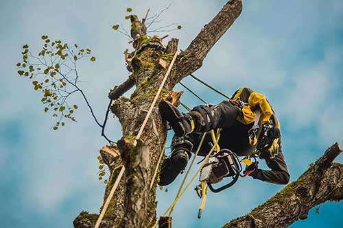 Worker Trimming and Removing Tree