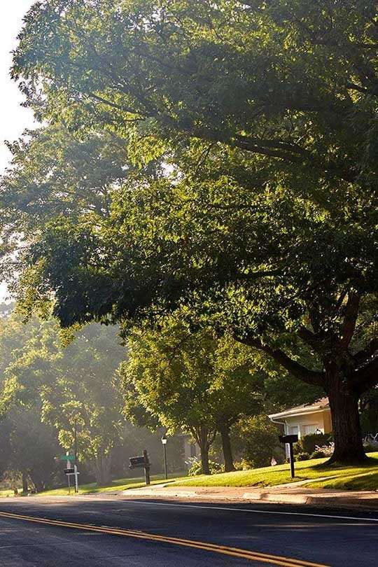 Large Oak Tree