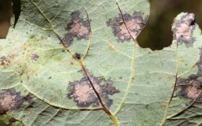 Regional Pest & Disease Watch: Protecting Trees in Idaho, Utah, & Wyoming