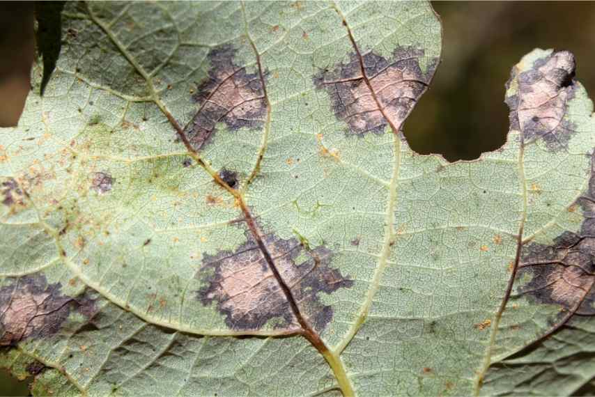 tree disease