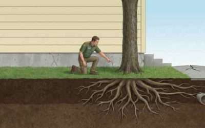 Protecting Your Investment: Best Practices for Tree Root Care and Foundation Safety